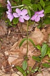 Creeping phlox